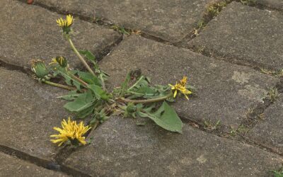 Every Public Speaker Needs to Build Resilience